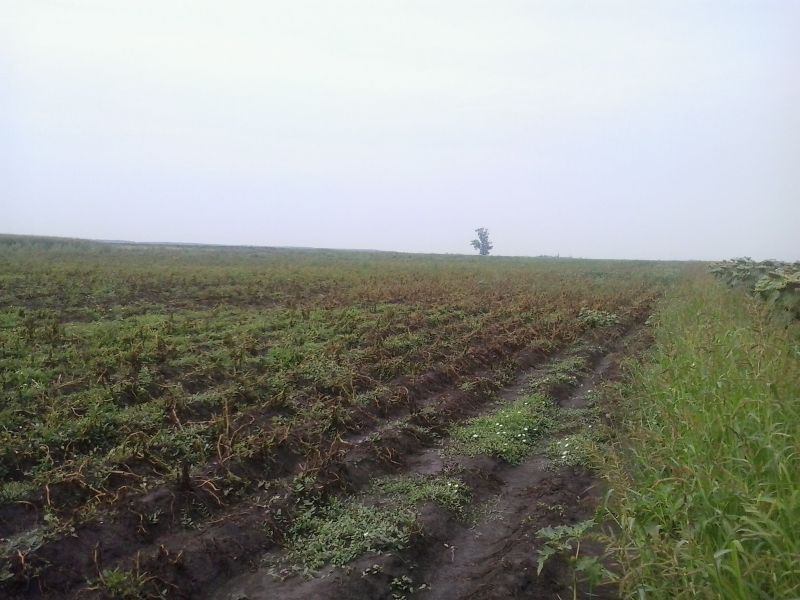 Burgonyaföld jégverés után