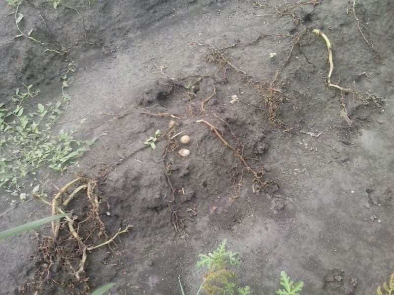 Jégvert burgonyabokor