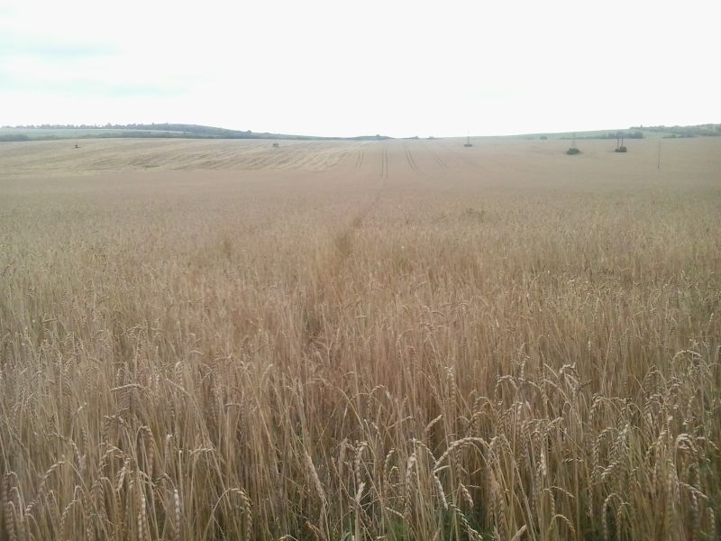 Őszi tönköly-búzatábla